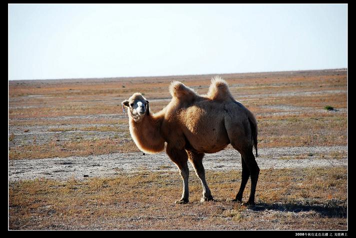 途中戈壁滩上的骆驼公主