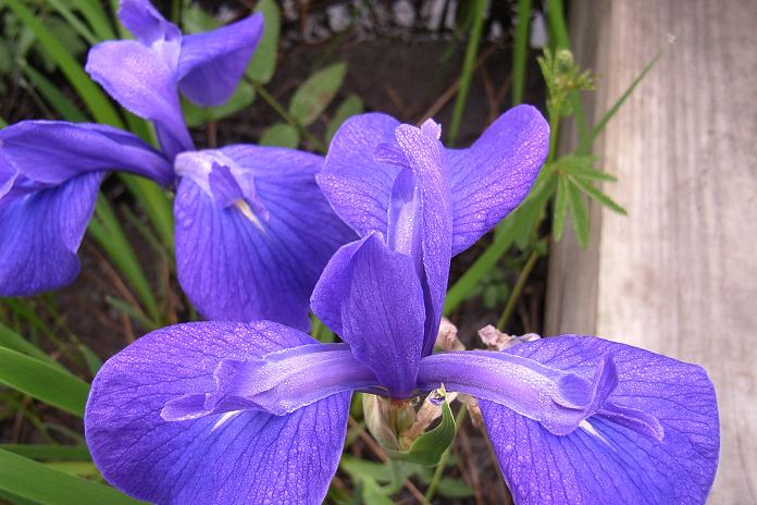 小紫花1