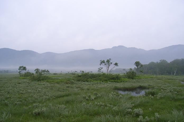 晨雾中的湿地