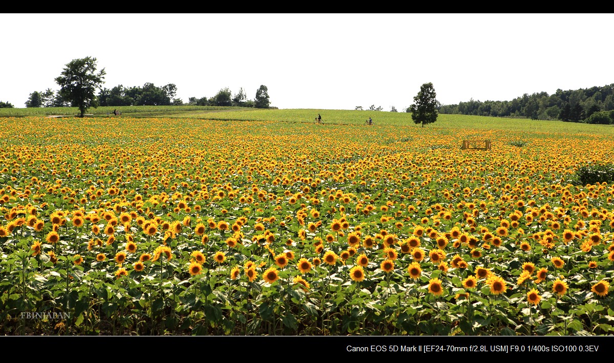 201107-sunflower-05-IMG_2258.jpg