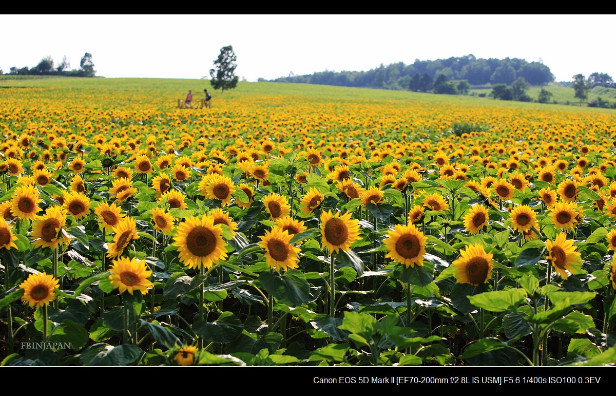 201107-sunflower-07-IMG_2371.jpg