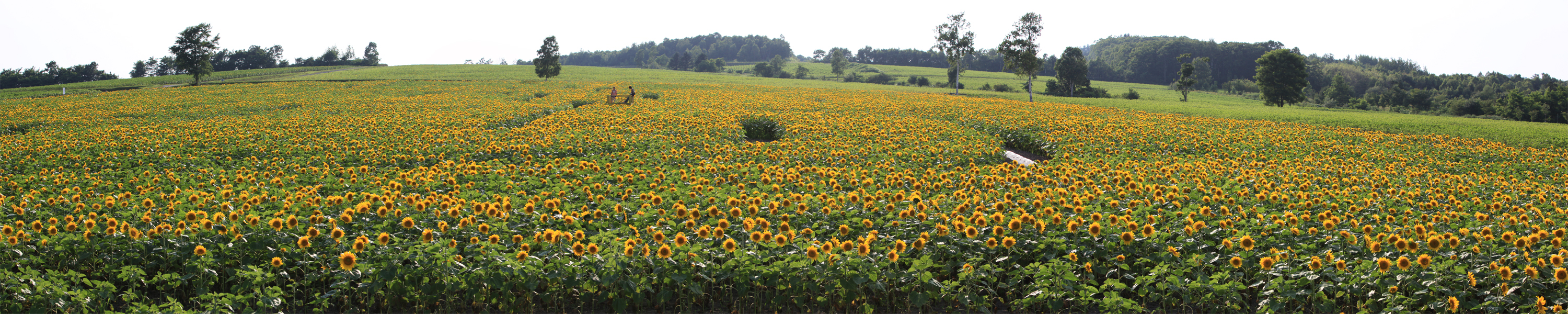 201107-sunflower-pano-01.jpg